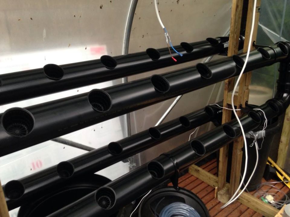 View inside Polytunnel 2